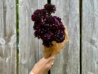 Botte de fleurs - scabieuse