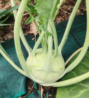 Chou-rave (variété delicatess blanc)