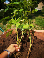 Framboisier remontant racine nue