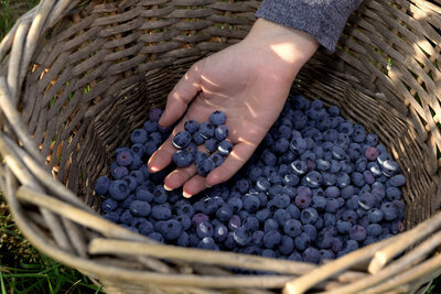 Bluets frais ab