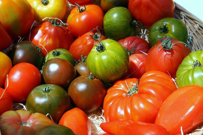 Tomate ancienne - mélange