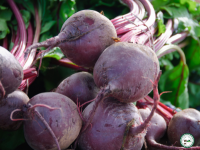 Betterave rouge botte