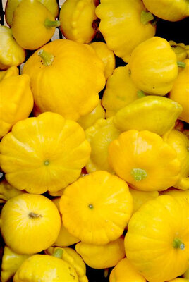 Patisson jaune (type courgette)