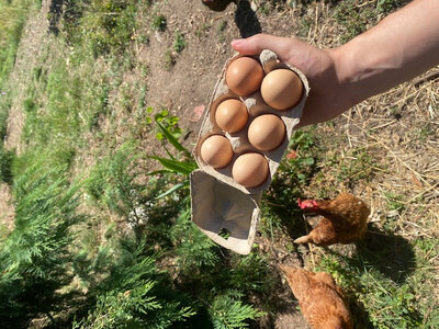 Oeufs