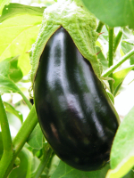 Aubergine