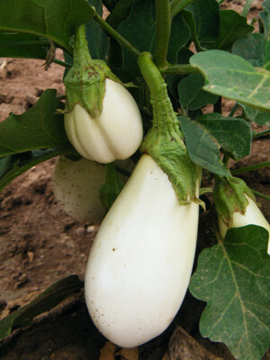 Aubergine blanche