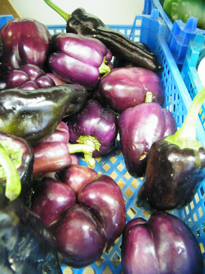 Poivron violet