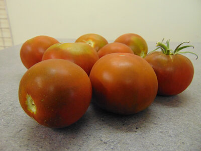 Tomate noire