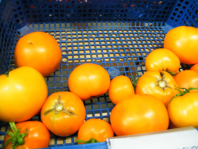 Tomate orange