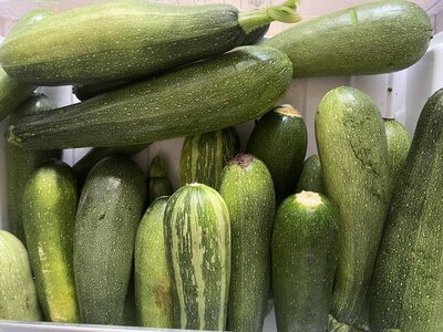 Courgettes vertes