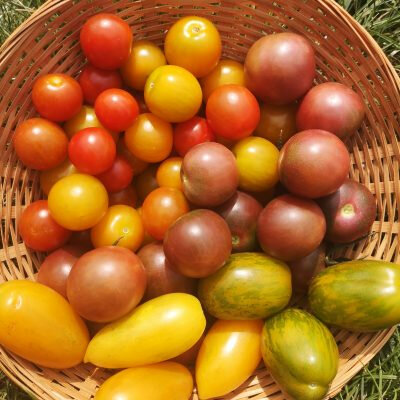 Tomate cerise - mélange