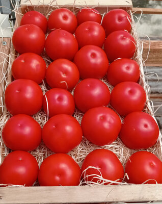 Tomates rondes rouges bio