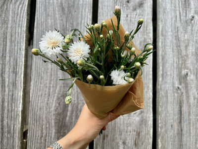 Botte de fleurs - centaurée musquée blanche