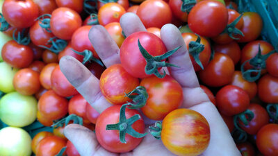 Tomate cerise barquette 300gr