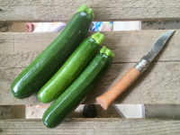 Courgettes saison