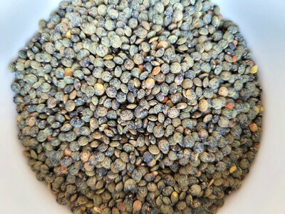 Lentilles vertes bio