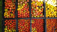 Caisse de tomate variétés anciennes