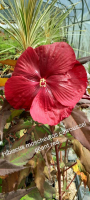 Hibiscus moscheutos carrousel geant red