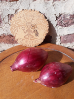 Oignons rouges