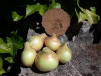 Oignons jaune