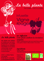 Vigne rouge