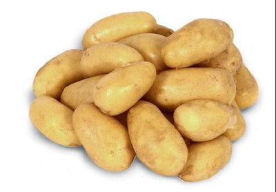 Pomme de terre de conservation allians