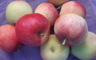 Pomme d'août  bio