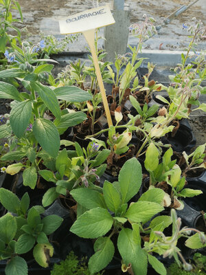Plant de bourrache pot 10,5 cm