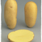 Pomme de terre charlotte