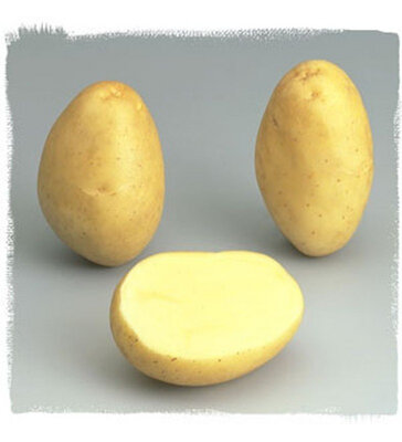 Pomme de terre monalisa