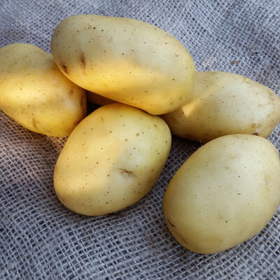 Pomme de terre vitabella