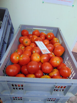 Cagette de tomates 10kg