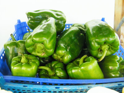 Poivron vert