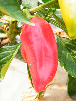 Poivron rouge