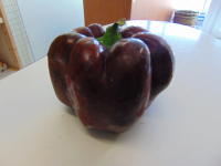 Poivron brun