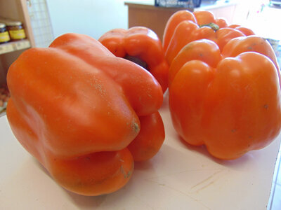 Poivron orange