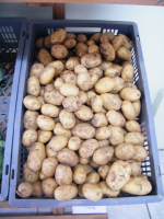 Pomme de terre adora