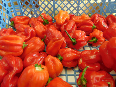 Piments extra forts