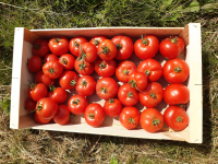 Caisse tomate 7 kg