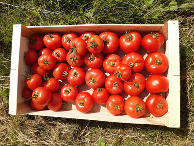 Caisse tomate 7 kg