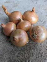 Oignon jaune conservation