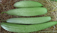 Concombre arménien