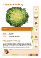 Chicorée de printemps-été-automne