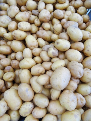 Pomme de terre bintge