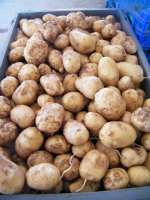 Pomme de terre charlotte