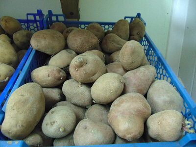 Pomme de terre désirée