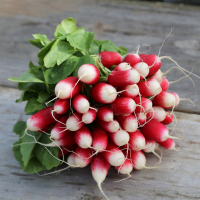 Lot 3 bottes de radis