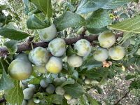 Reine claude surgelées