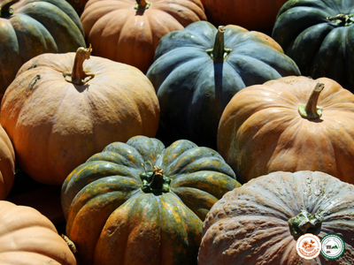 Courge de musqué