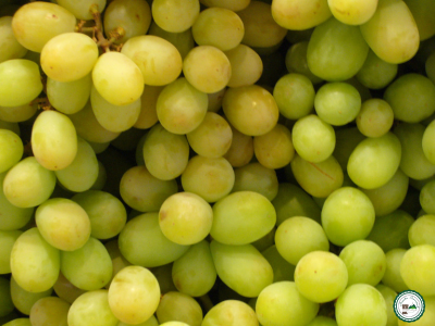 Raisin blanc